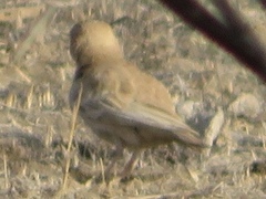 Eremopterix nigriceps