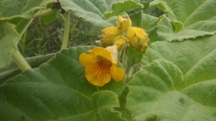 Ibicella lutea