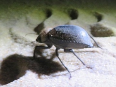 Prionotheca coronata