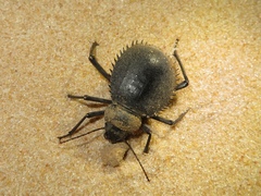 Prionotheca coronata