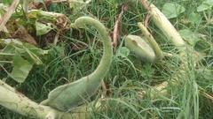 Ibicella lutea