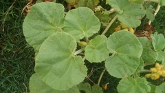 Ibicella lutea