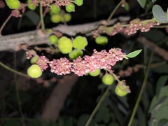 Phyllanthus acidus