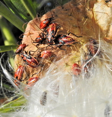 Spilostethus pandurus elegans
