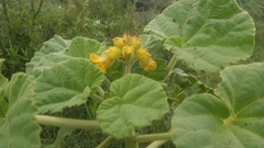 Ibicella lutea