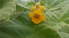 Ibicella lutea