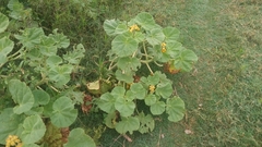 Ibicella lutea