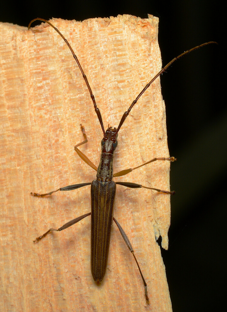 Stenopotes pallidus