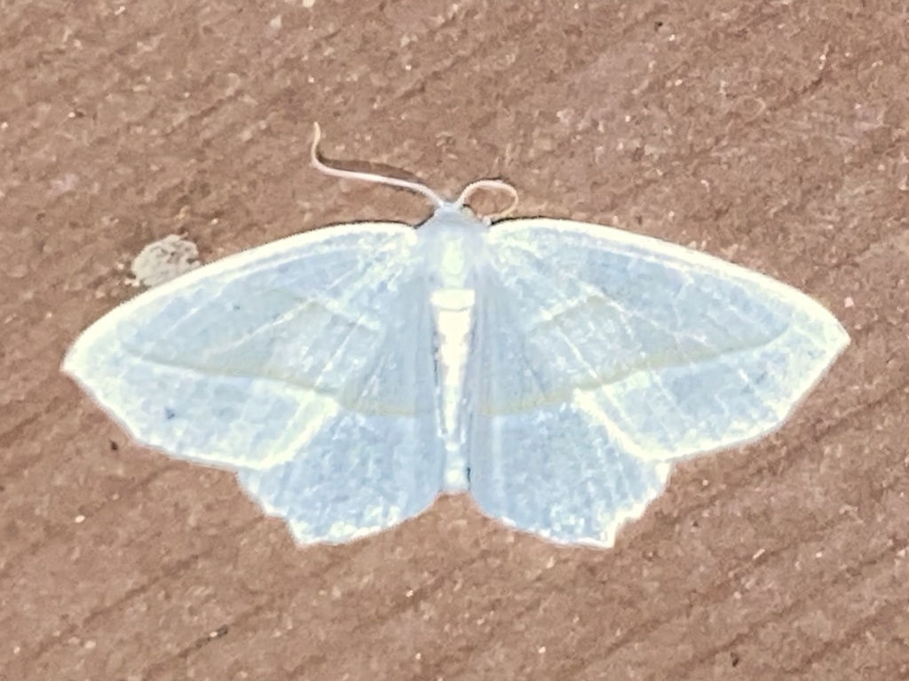 Pale Beauty from Logansport Rd, Ford City, PA, US on August 25, 2023 at