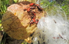 Spilostethus pandurus elegans