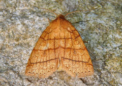 Pyreferra hesperidago