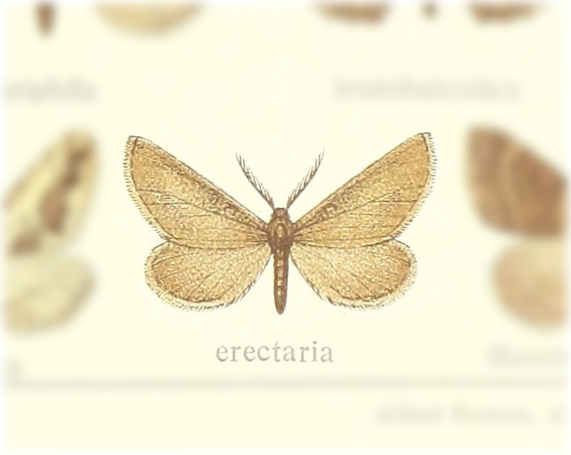 Erannis erectaria