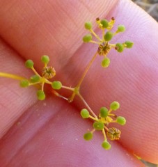 Chamarea capensis
