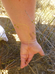 Chamarea capensis