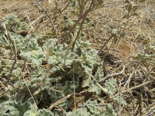 Chrozophora brocchiana