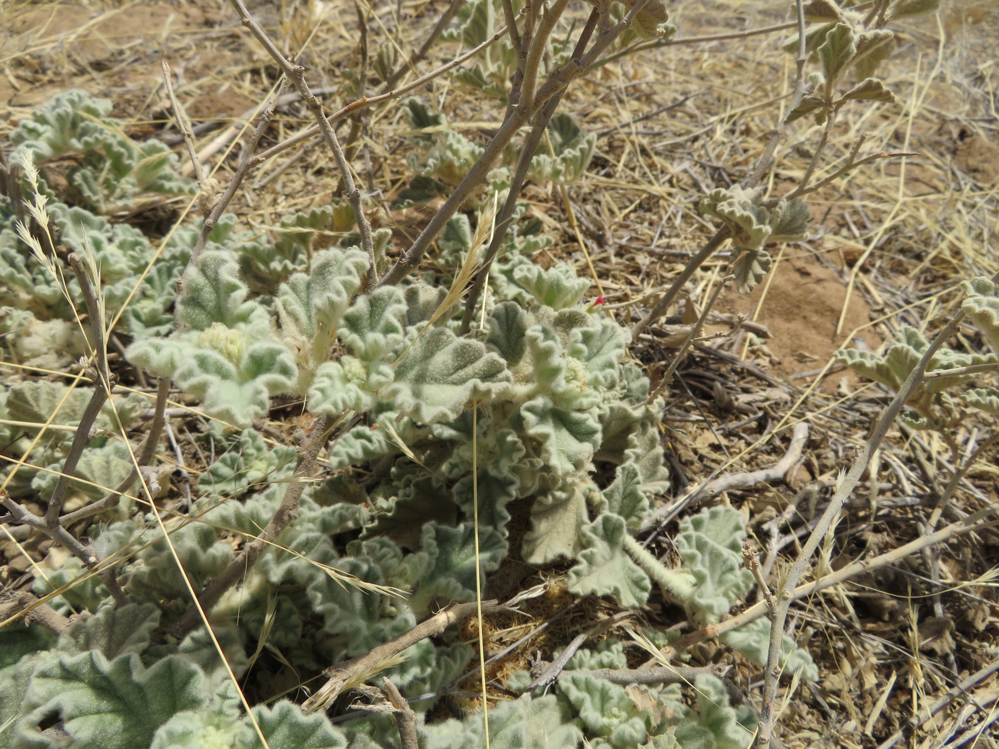 Chrozophora brocchiana