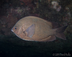 Chromis verater