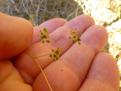 Chamarea capensis