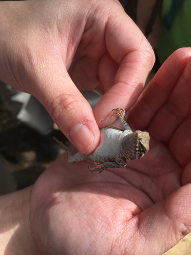 iNaturalist observation photo of Western Side-blotched Lizard