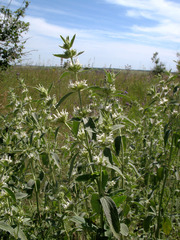 Marrubium peregrinum