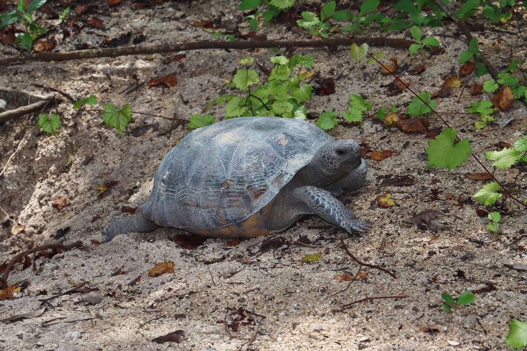 Gopher Tortoise in October 2023 by Bart Jones · iNaturalist