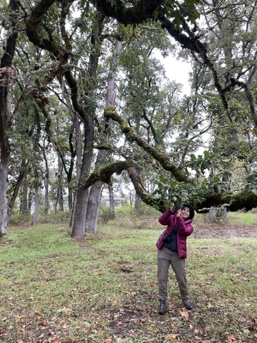 Oregon White Oak foliage