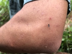 Aedes taeniorhynchus