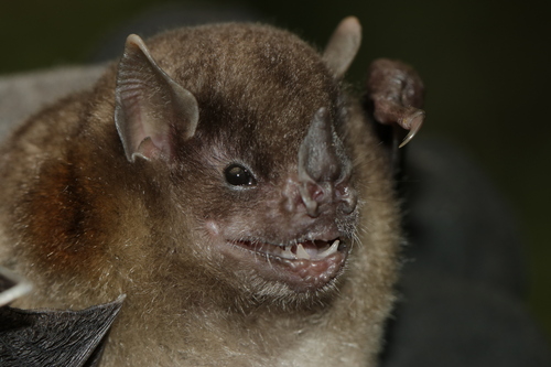 Tschudi's Yellow-shouldered Bat (Sturnira oporaphilum) — Least Concern Mammalia