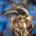 Southern Grey Hornbill - Photo (c) Tristan Scholze, some rights reserved (CC BY-NC), uploaded by Tristan Scholze