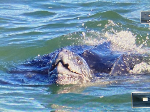 Leatherback Sea Turtle photographed in North Carolina