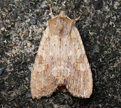 Lithophane bethunei