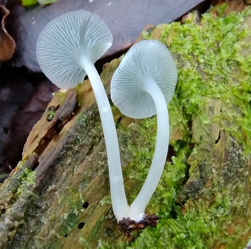 Clitocybula azurea · October 2023 · photo: © lelacappelli (iNaturalist, cc0)