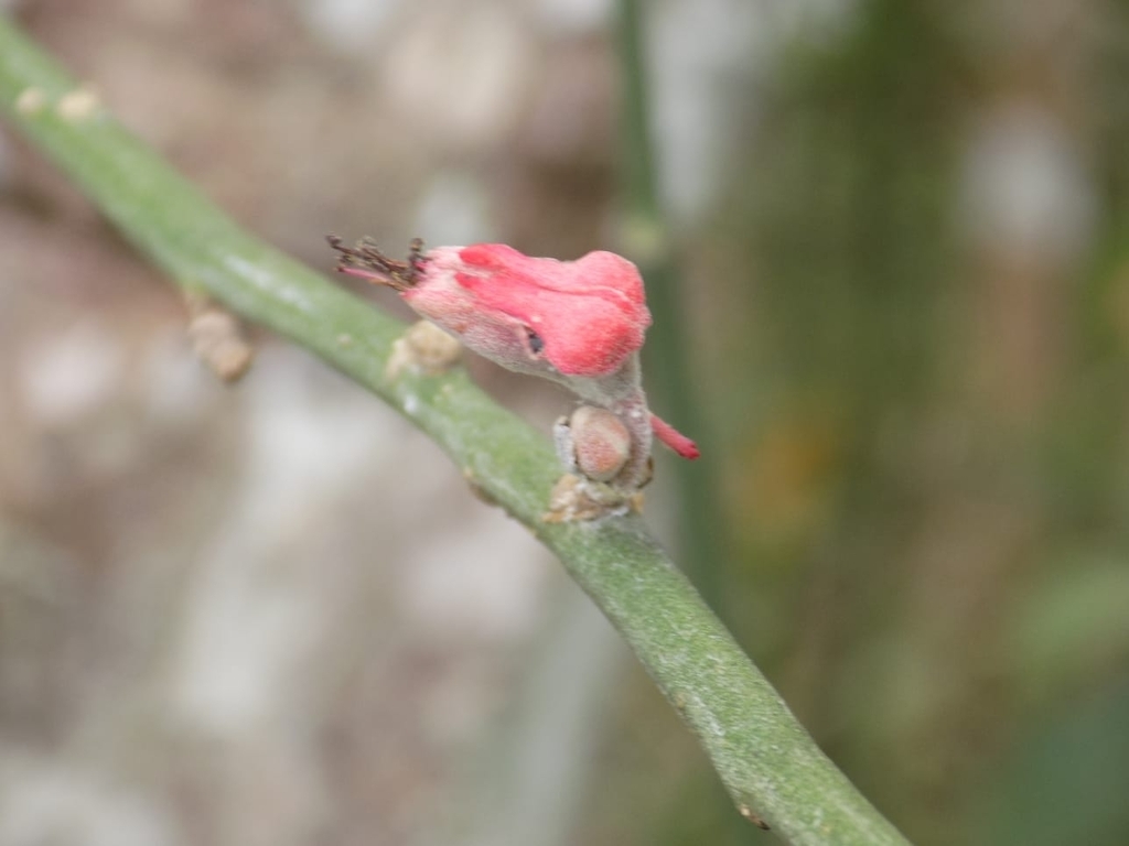 Euphorbia personata; photograph (c) Olvin Wilfredo Oyuela, some rights reserved (CC BY-SA)