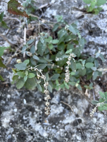 Wand butterflybush (Buddleja racemosa)