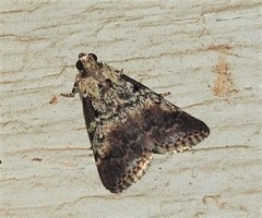 Orthaga rubridiscalis