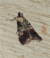 Orthaga rubridiscalis