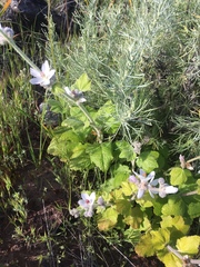 Malacothamnus clementinus