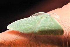 Chlorocoma tachypora