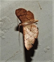 Hypolamprus ypsilon