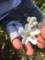 Malacothamnus clementinus