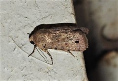 Athetis maculatra