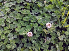 Trifolium repens