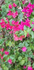 Bougainvillea