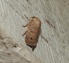 Athetis maculatra