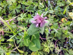Lamium purpureum