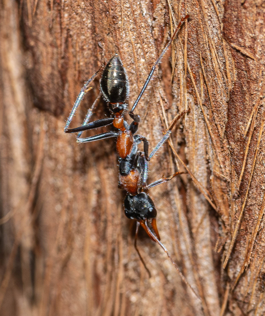 Jumping Jack Ant from Barney View QLD 4287, Australia on October 15