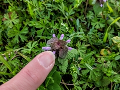 Lamium purpureum