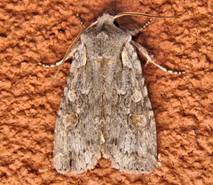Lithophane antennata