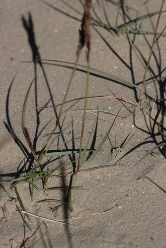 Sporobolus virginicus iNat (2)