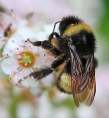 Bombus terricola image